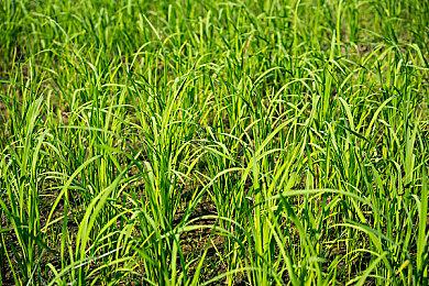 SE禁止直播或发布《最终幻想起源》结局相关内容